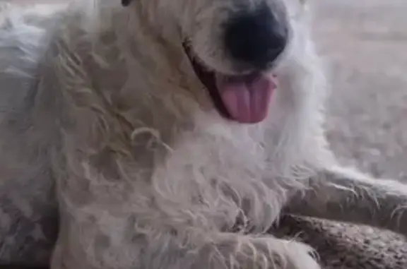 Missing dog , photo: Lost Friendly Wolfhound Mix | Bellatrix Dr, Logan