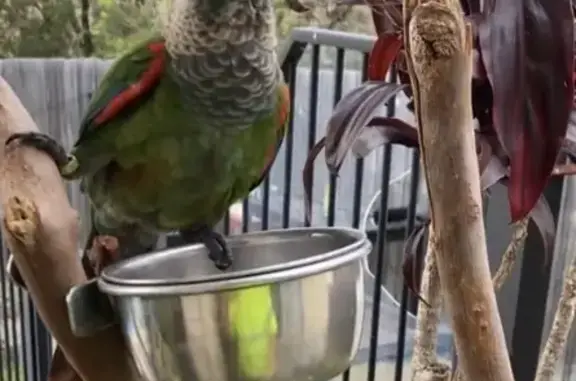 Colorful Lost Bird: Green with Blue Wings