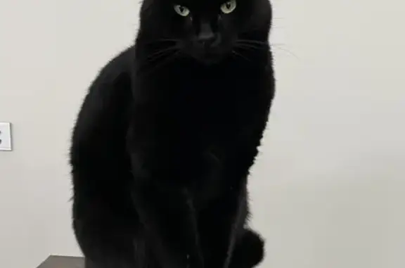 Lost: Fully Black Male Cat Dex - Missing Since Friday