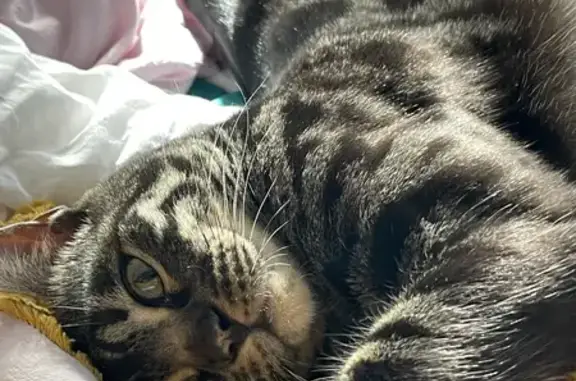 Lost Bengal Cat: Charcoal & Black Spot, Desexed & Microchipped