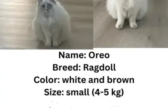 Lost White Ragdoll Cat: Male, Indoor - Turon Crescent, Blacktown