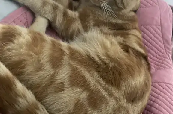 Lost Ginger Tabby Cat: Help Find Him!