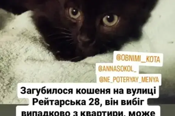 Загублений котенок Котенко - допоможіть знайти!