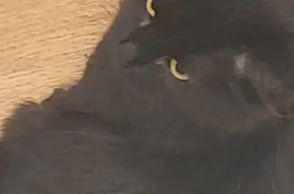 Lost: Fluffy Black Female Cat, Pink Collar