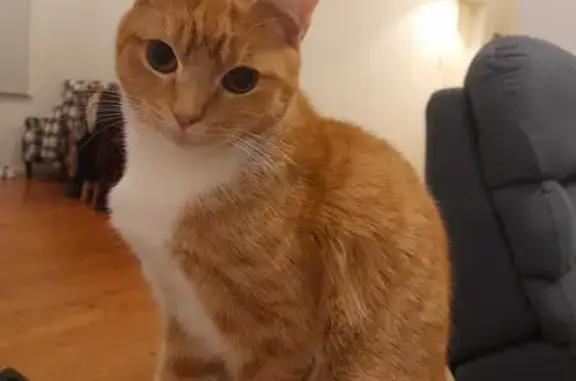 Lost Ginger Boy Taters: Desexed & Microchipped