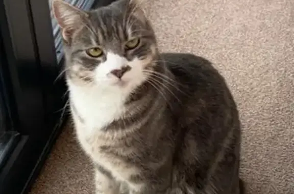 Lost: Friendly Grey & White Tabby Cat in Slough