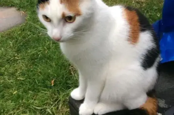 Lost Female Cat: White with Ginger & Black Patches