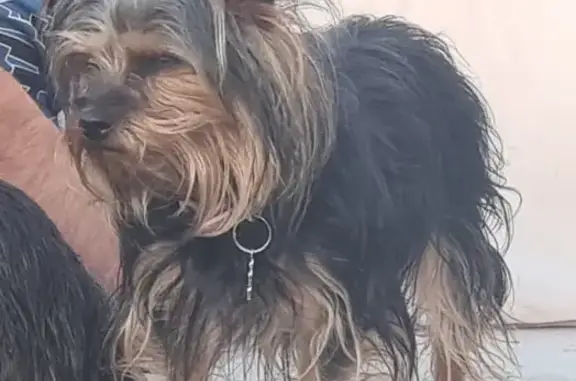 Lost: Small Female Yorkie Cross in Chatsworth