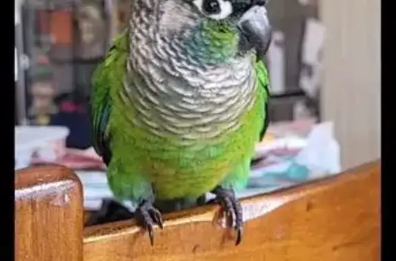 Missing: Friendly Green Cheeked Conure - Reward!