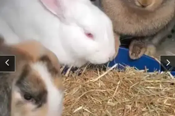 Missing: 3 Female Rabbits Escaped in Slough