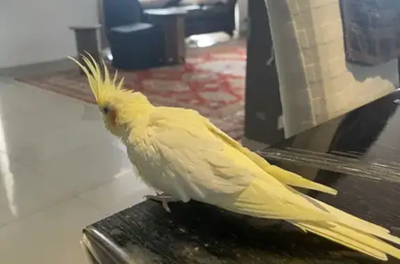 Lost Friendly Yellow Cockatoo in Ingle Farm SA