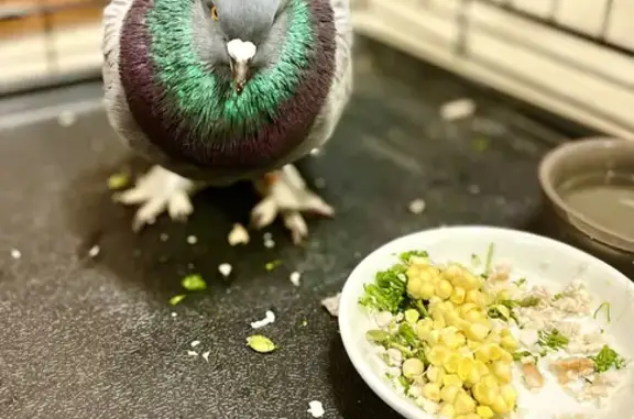 Tame Racing Pigeon Found in Adelaide