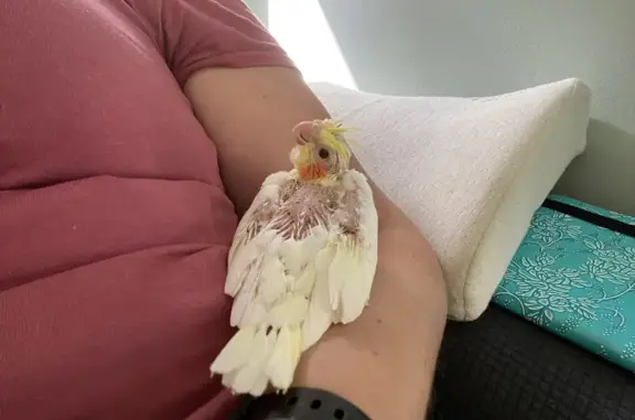 Missing Baby Cockatiel: Bald & Heading to Sandgate