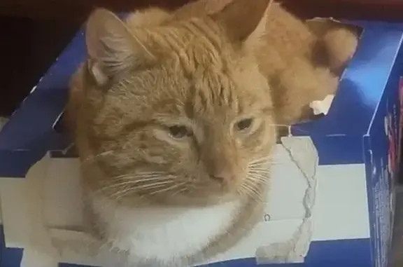 Ginger Male Cat Missing: Beloved Family Pet