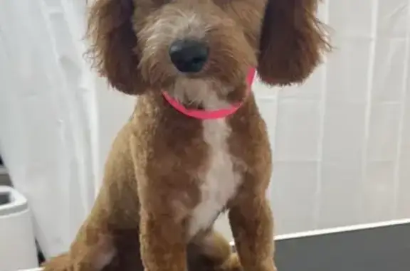 Lost Cavoodle: Timid Dog, Red Collar, Mirrawena Ave