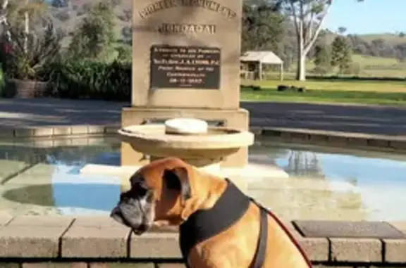 Lost Boxer Dog Stella: Tan & White, Sociable, Missing in Central Coast, NSW