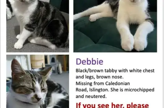 Lost: Black/Brown Tabby Cat, Indoor, Skittish