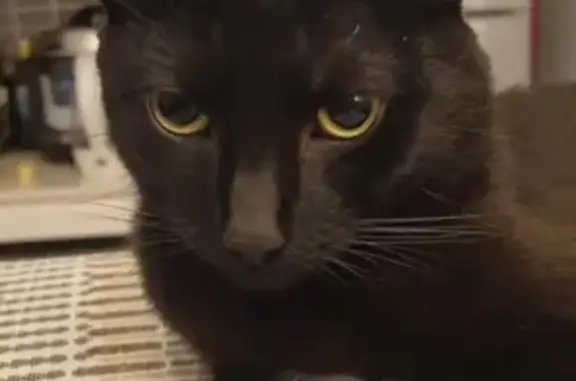 Lost Male Cat: Black Russian Blue Mix - Help Find Him!