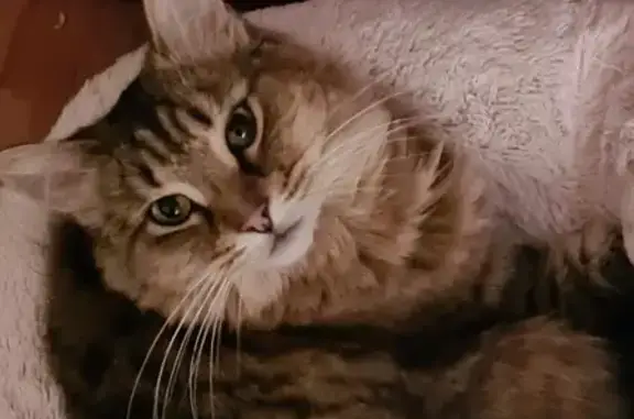 Lost: Female Longhair Tabby Cat | Penrith