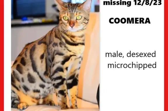 Lost Bengal Brown Spotted Cat: Help Find Male
