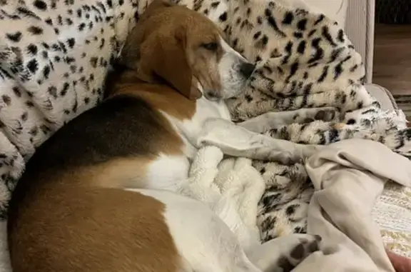Lost Beagle Pippa: Timid, Small & Scared