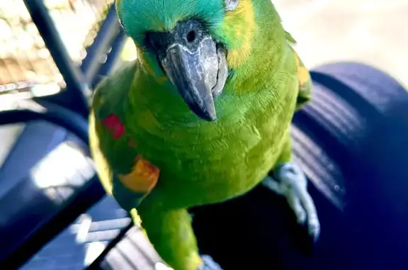 Lost Blue Fronted Amazon Parrot: Sightings and Help Needed