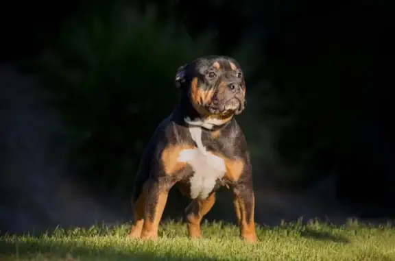 Lost Male American Bully: Black with Tan & White, 2.5yo - Alexander Drive, Gold Coast