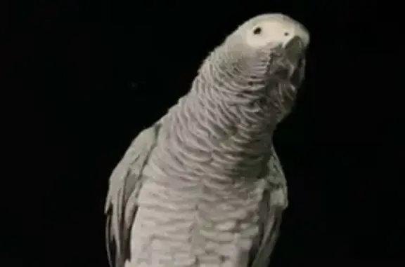 Lost African Grey Bird | Generous Reward | Call 0405447069