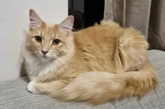 Missing Ginger Cat Rosie: Keep an Eye Out!