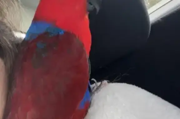 Colorful Lost Eclectus Bird: Medium Size, Unique Nail Flip | The Parade 132