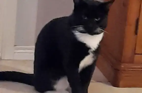 Lost black & white male cat, help find Mooney Mooch