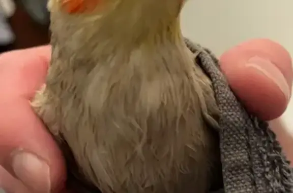 Lost Friendly Cockatiel: Help Find Squash!