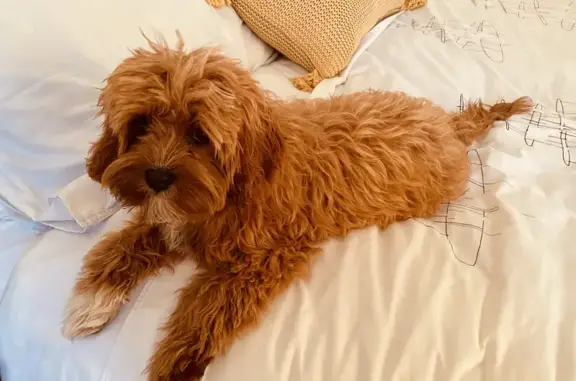 Lost Cavoodle Puppy: Ruby, White Markings - Gilbert's Road, QLD