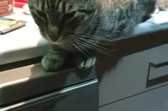 Lost Grey Tabby Cat with Long Tail in Queensland