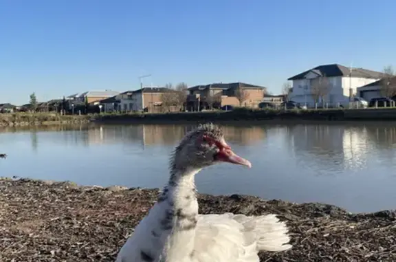 Lost Muscovy Ducks at 3 Scrubwren Drive, Wyndham