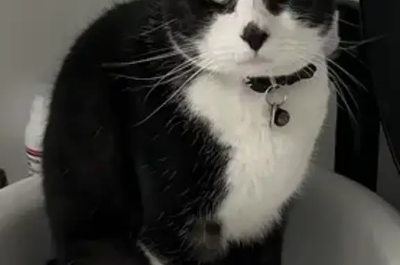 Lost: Milo the black & white cat - Eversley Ave, Port Adelaide