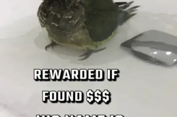 Lost Green Bird Pickles: Call 0482011312