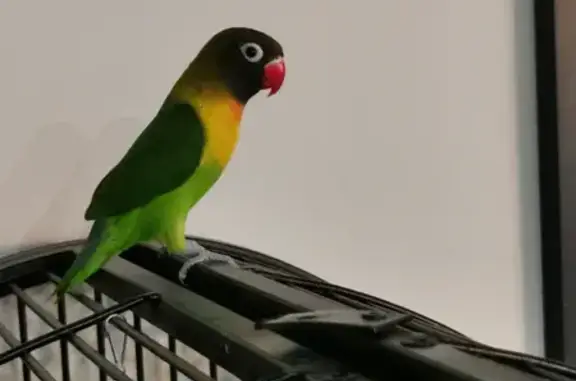 Lost male lovebird Zorro - Help us find him!