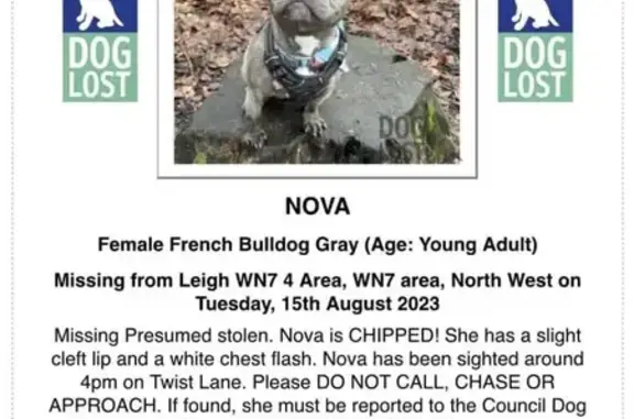 Lost French Bulldog: Grey/Blue Brindle, Microchipped