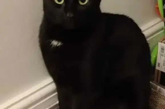 Lost Black Male Cat, White Speck, Ringwood Rd.