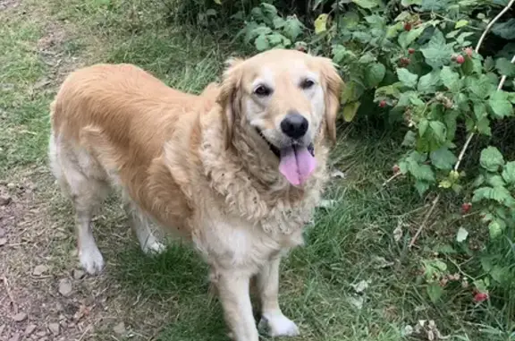 Lost Golden Retriever: Pink Collar on Firrhill Drive