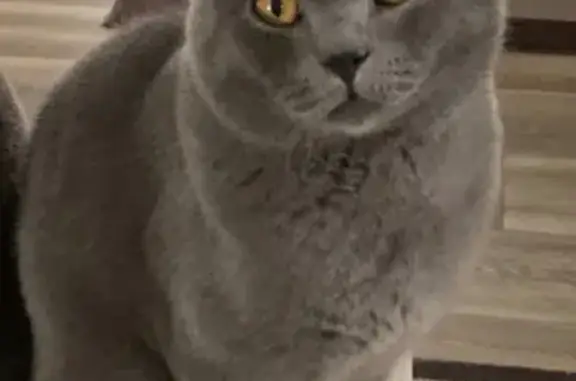 URGENT: Missing Cat! Please Help 🙏