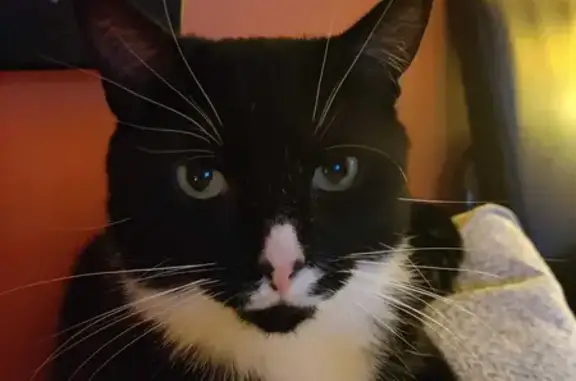 Lost Tuxedo Cat: Missing since Monday