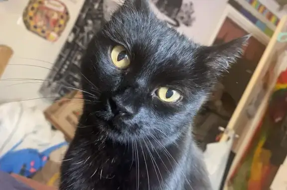 Lost: Salem - Friendly Female Cat, Grey Hairs