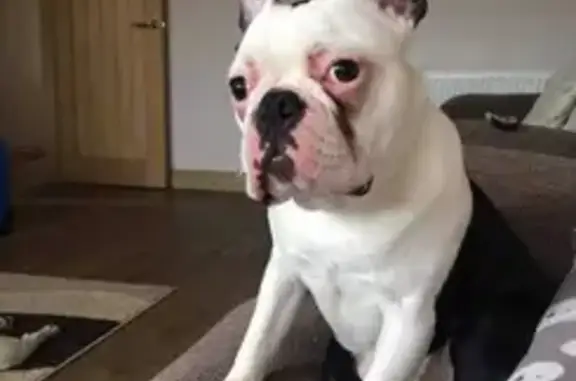 Missing Deaf Dog Coby: Scared of Dark | South Baileygate