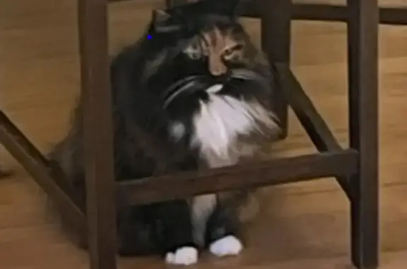 Lost: Large Fluffy Tortoiseshell Cat | Belle Vue Road