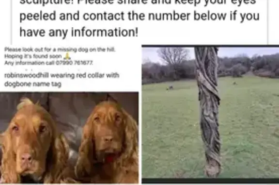 Lost Golden Cocker: Ruby, 5yo, Spayed & Chipped | Gloucester, UK