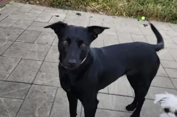 Lost Black Kelpie Cross: Help Find Miley!