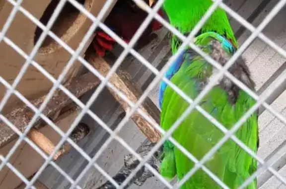 Missing Male Green Parrot: Rocky - Liverpool City