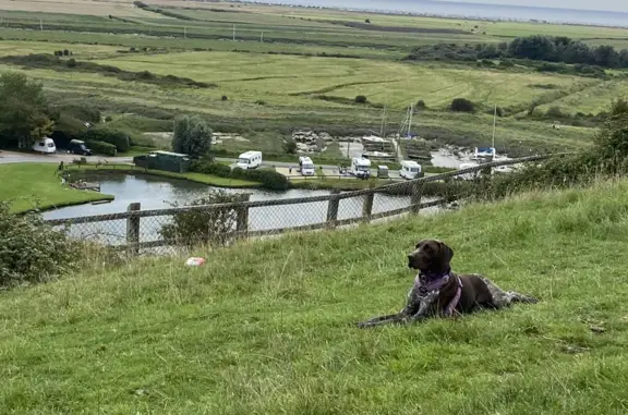 Missing Dog Belle: Young, Spotted Pointer